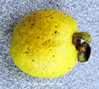 Psidium friedrichsthalianum, Costa Rica Cas Fruit, Cas Guava