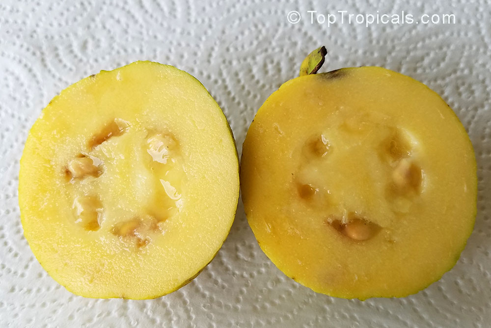 Cas Guava - Psidium friedrichsthalianum, Fruit