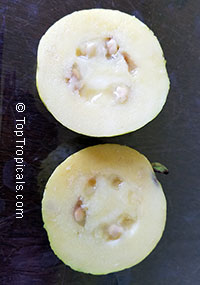Psidium friedrichsthalianum, Costa Rica Cas Fruit, Cas Guava

Click to see full-size image