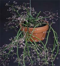 Euphorbia guiengola - String of Stars
