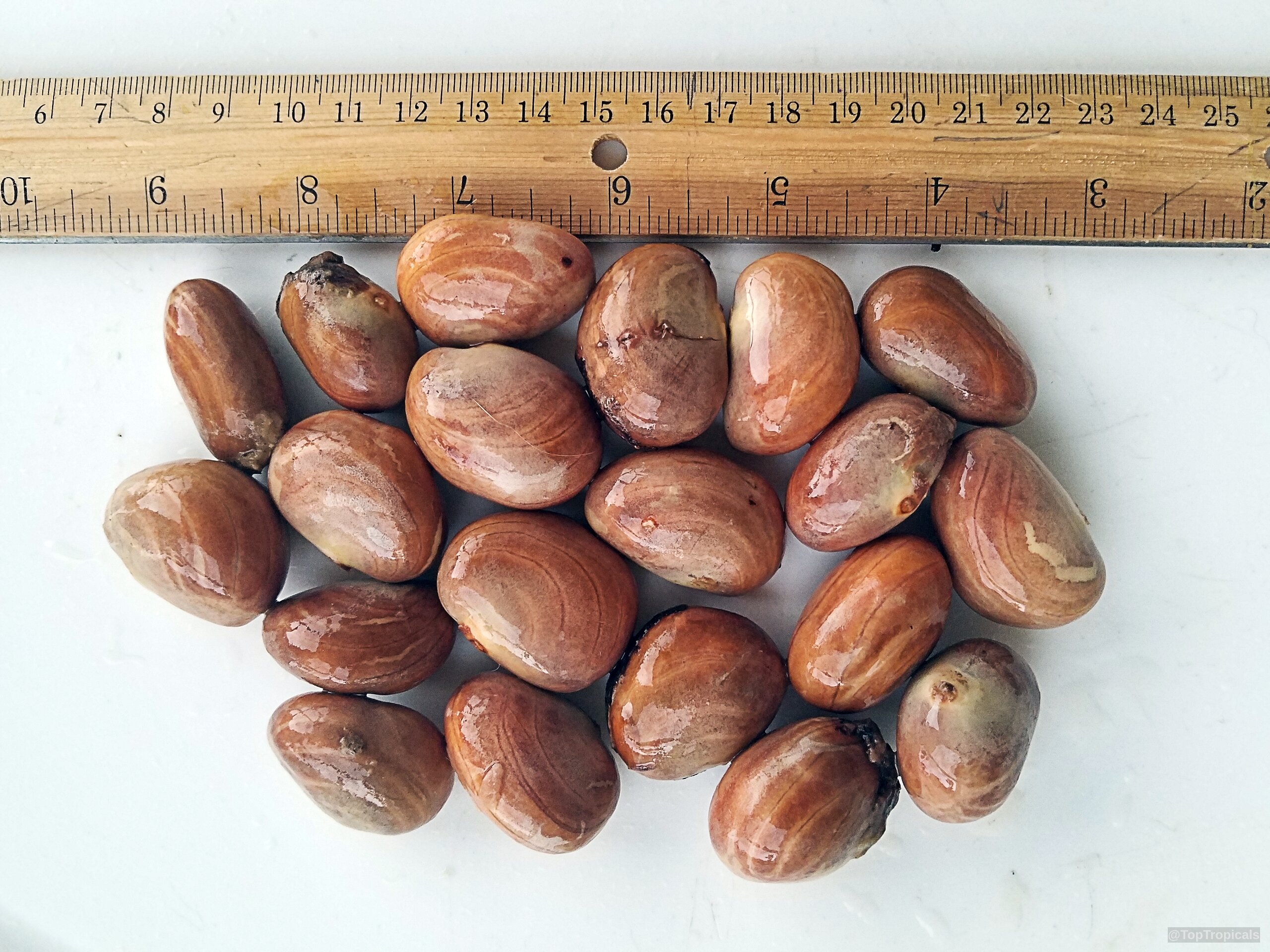 Artocarpus integer (Chempedak) fruit seeds are orange and smooth on a surface. Artocarpus integer (Chempedak) orange fruit pile with ruler for scale close up.