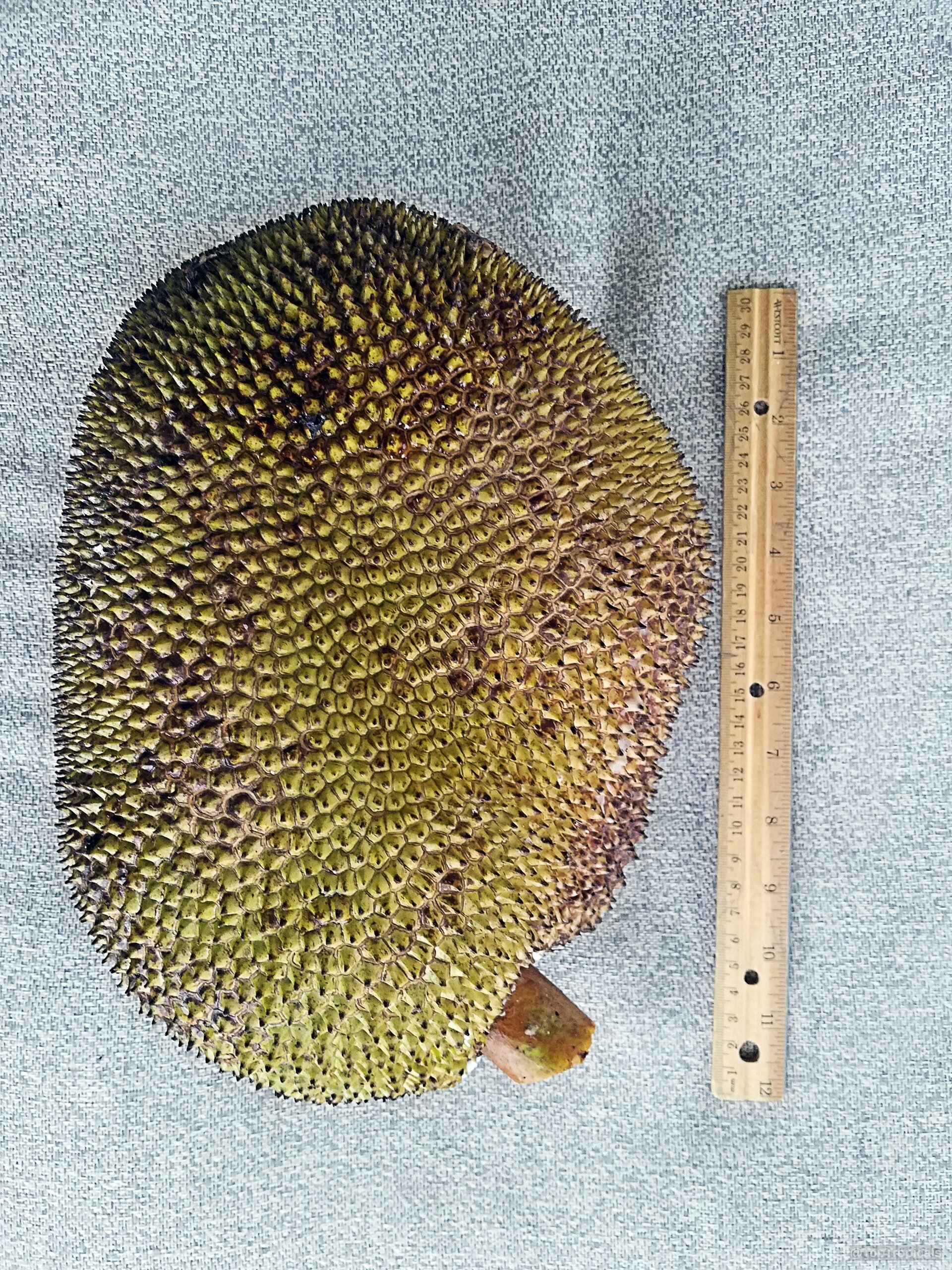 Artocarpus integer (Chempedak) yellow bumpy fruit next to a ruler for size reference Artocarpus integer (Chempedak) yellow fruit close up with ruler on a fabric surface
