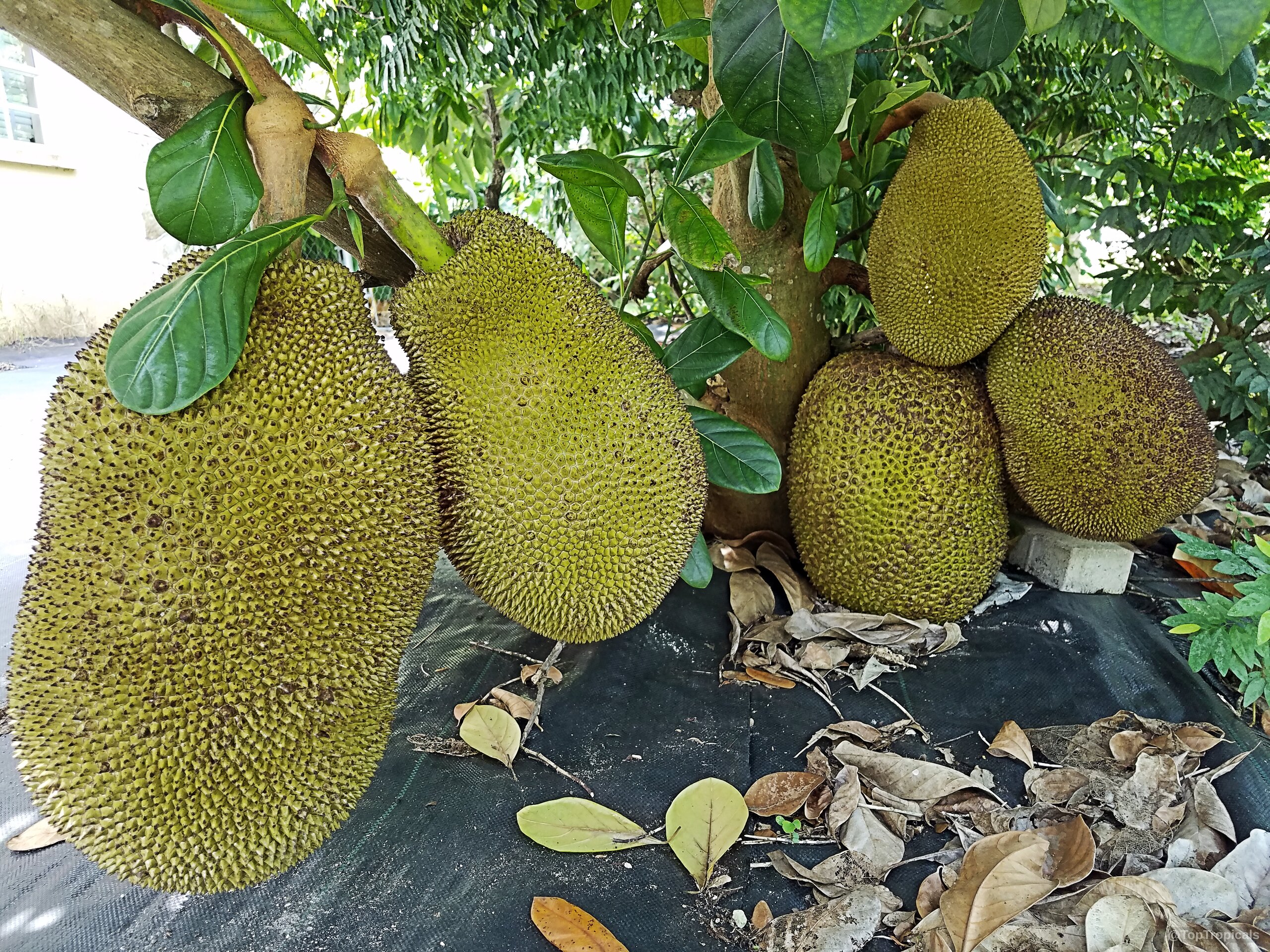 Artocarpus integer (Chempedak) clusters of yellow fruit hanging on a sturdy tree trunk Artocarpus integer (Chempedak) yellow fruit hanging on a tree branch among dense green leaves