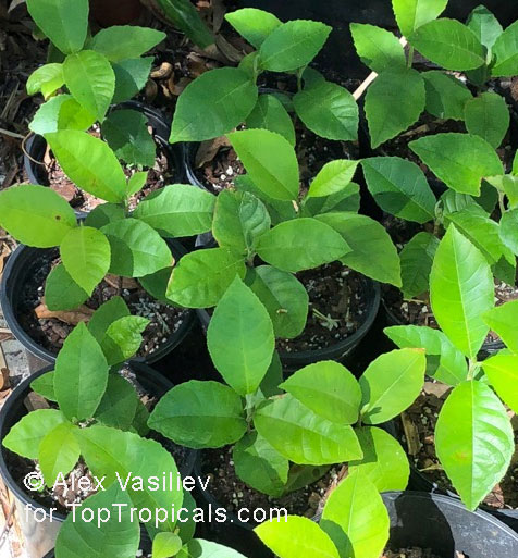 Artocarpus odoratissimus, Marang, Tarap, Green Terap