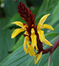 Cautleya spicata - seeds

Click to see full-size image