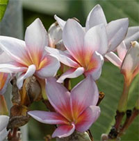 Plumeria Muang See Fah, grafted

Click to see full-size image