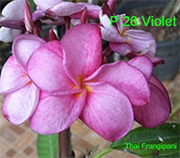 Plumeria Violet (P26), grafted

Click to see full-size image