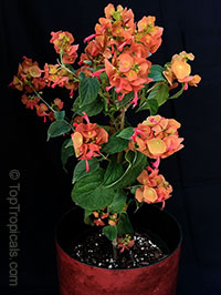 Holmskioldia sanguinea - Bronze Chinese hat

Click to see full-size image
