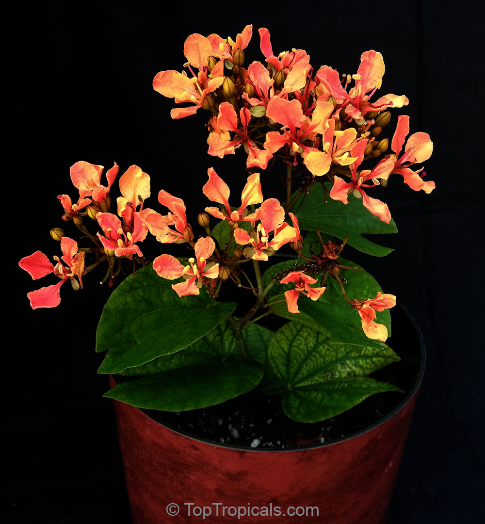 Bauhinia bidentata - Orange Orchid Vine