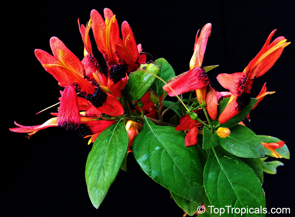 Ruttya fruticosa Orange, Rabbit Ears, Orange Bird, Hummingbird plant