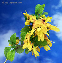 Ruttya fruticosa Yellow, Rabbits ears

Click to see full-size image