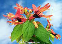 Ruttya fruticosa Orange, Rabbit Ears, Orange Bird, Hummingbird plant
