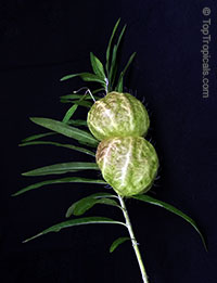 Gomphocarpus physocarpus, Asclepias physocarpa, Baloonplant, Cotton Bush, Swan Plant, Balloon Plant, Family Jewels Milkweed Tree

Click to see full-size image
