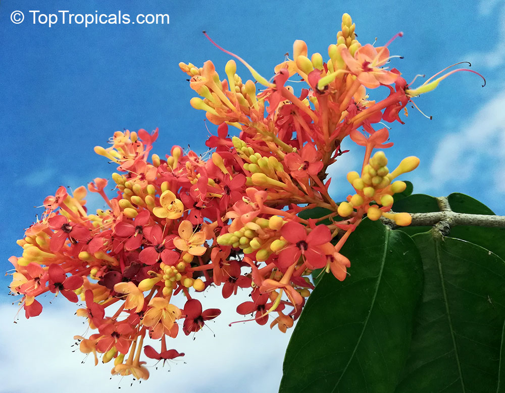 Saraca indica (Ashoka Tree)