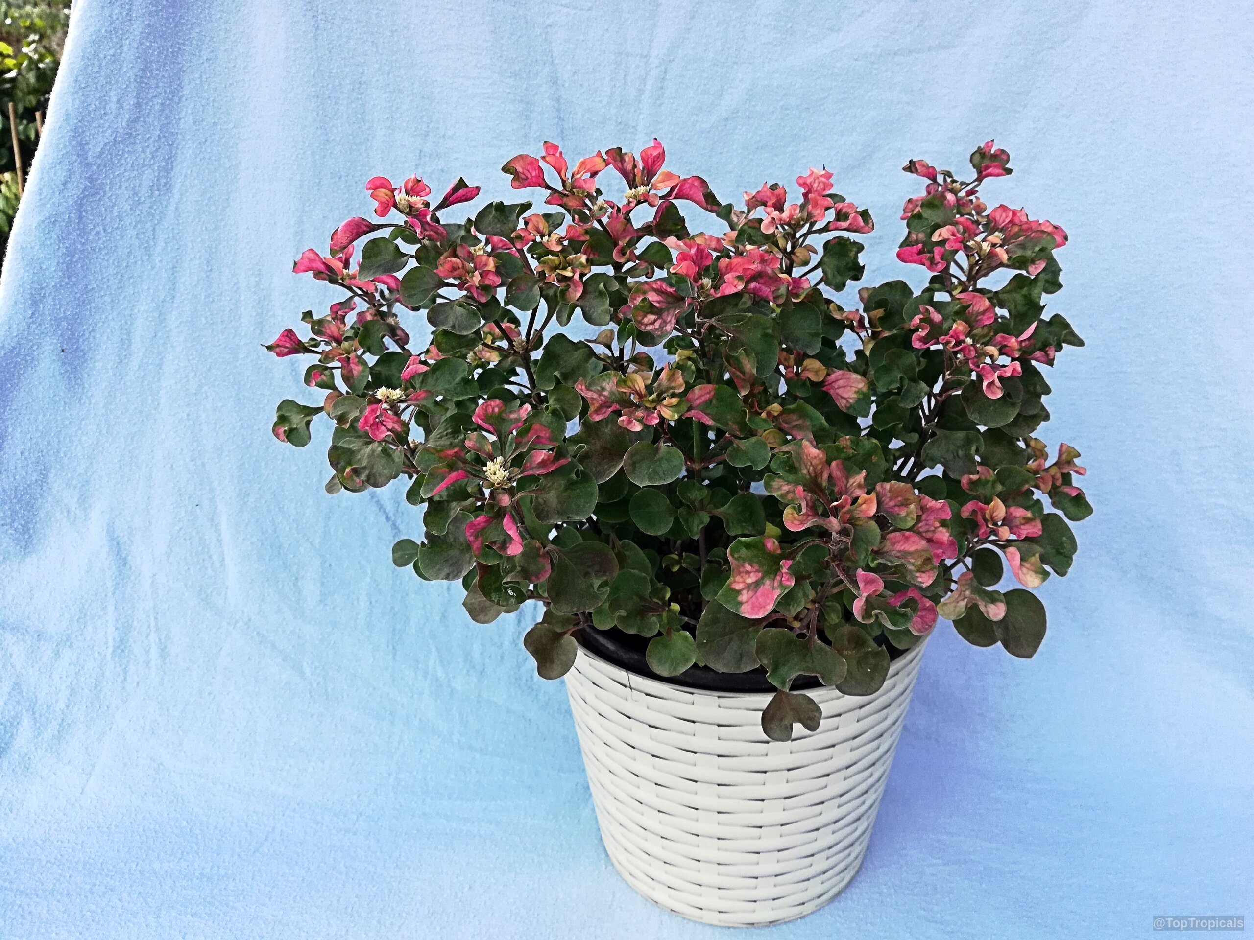 Alternanthera ficoidea (Calico Plant) with vibrant pink and deep green leaves inside a white pot Alternanthera ficoidea (Calico Plant) with pink and green leaves in a white container plant