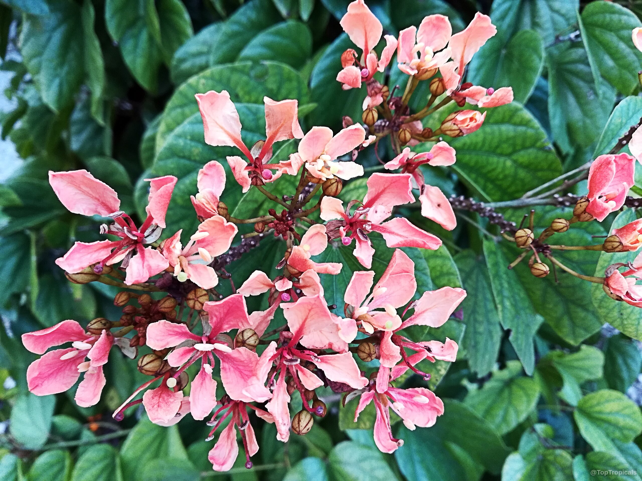 Bauhinia bidentata (Orange Bauhinia) orange flower cluster spreading across lush green leaves Bauhinia bidentata (Orange Bauhinia) orange flower cluster close up with green leaves behind