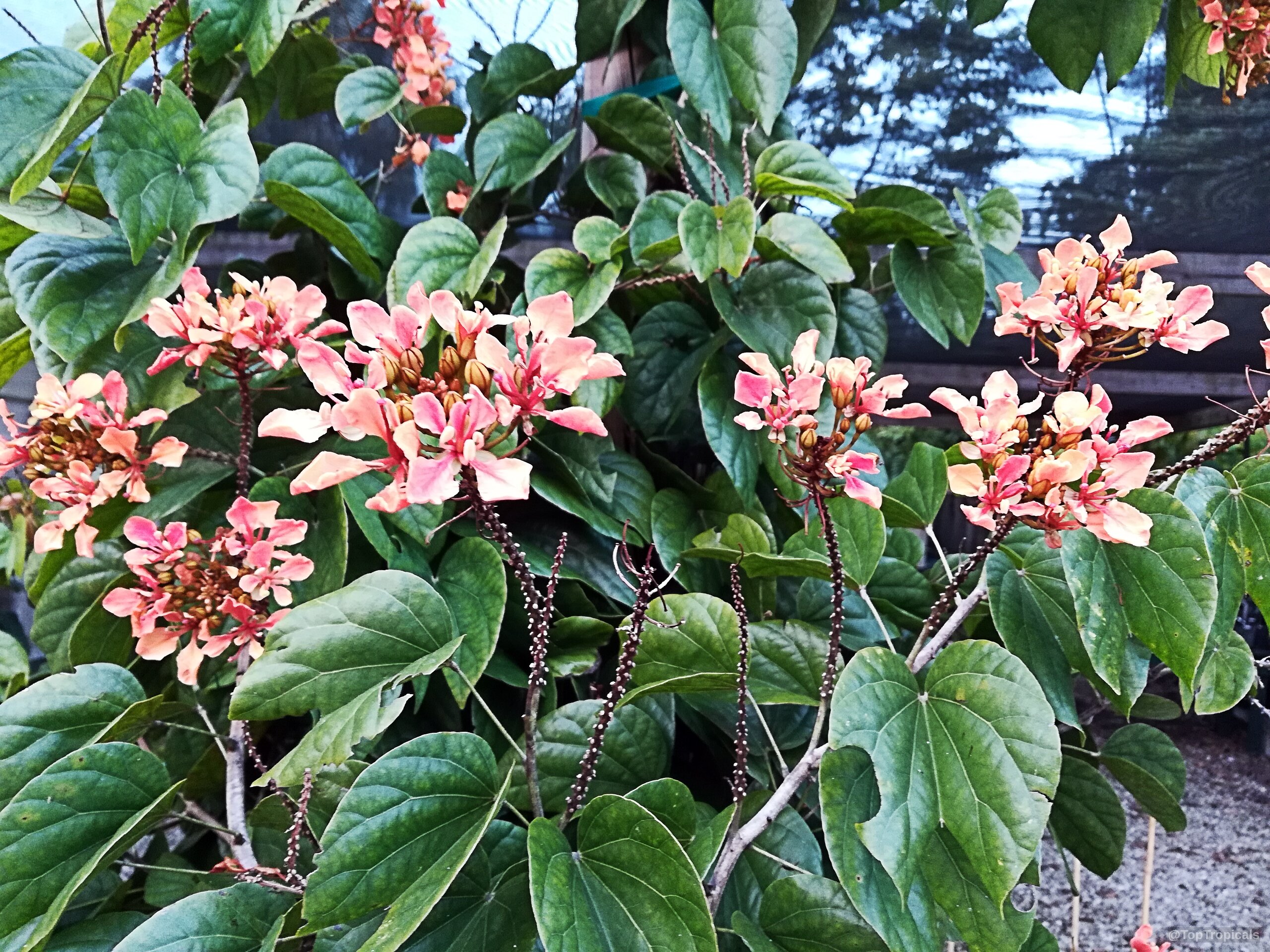 Bauhinia bidentata (Orange Bauhinia) clusters of small orange petals among broad green lobed leaves. Bauhinia bidentata (Orange Bauhinia) orange flower clusters on a green plant close up view