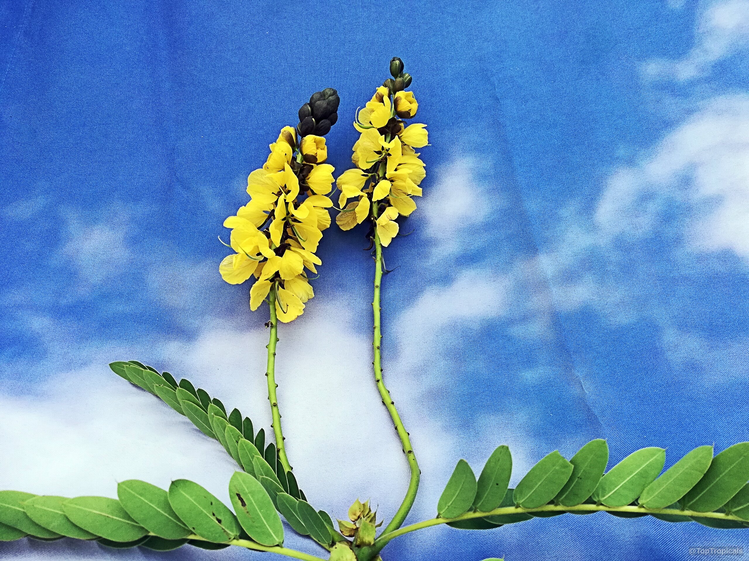 Cassia didymobotrya (Popcorn Cassia) with distinct yellow flower spikes rising above simple green foliage stems Cassia didymobotrya (Popcorn Cassia) with yellow flower spikes, close up on green pinnate leaves