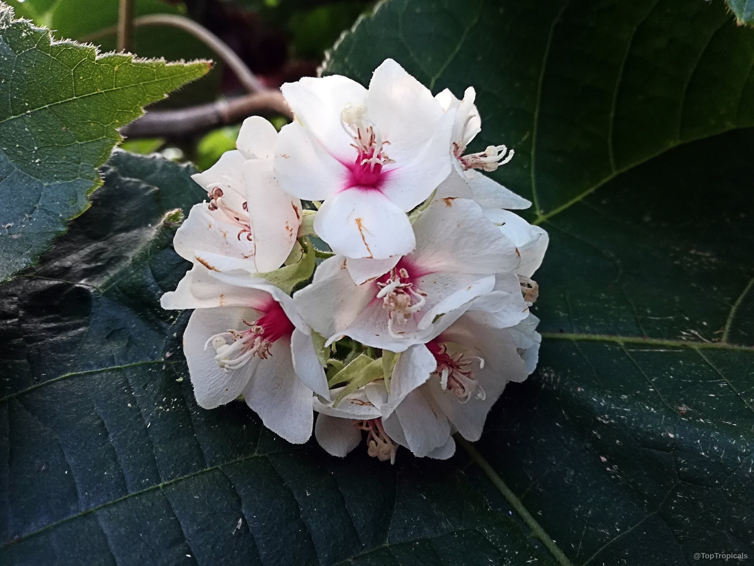 Dombeya burgessiae (Pink Wild Pear) white flower cluster against large dark green textured foliage. Dombeya burgessiae (Pink Wild Pear) white flower close up with crimson centers and green leaves