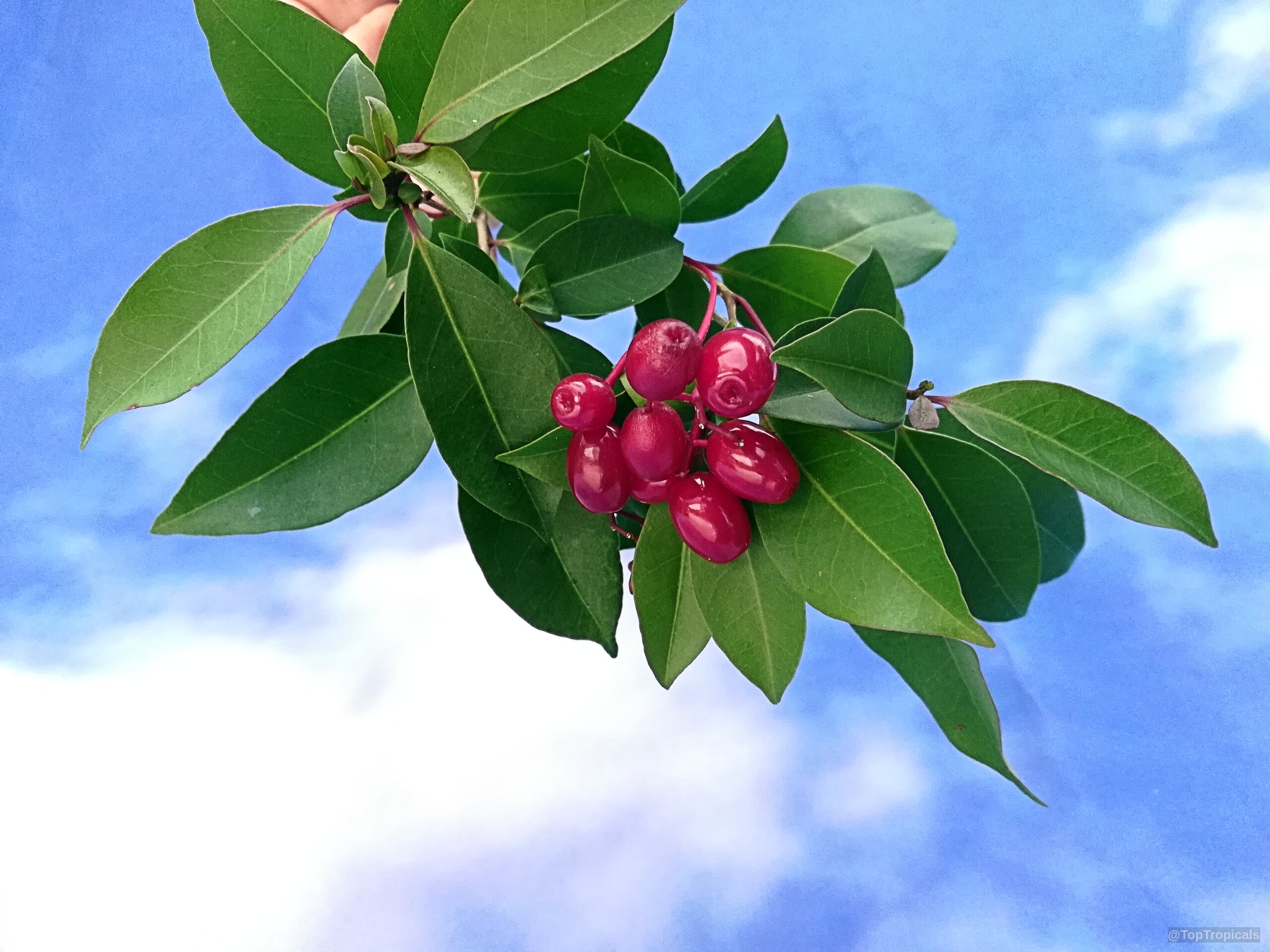 Neea psychotrioides (Neea) with shiny red fruit clustered among smooth green foliage. Neea psychotrioides (Neea) red fruit cluster on a green leaf branch close up
