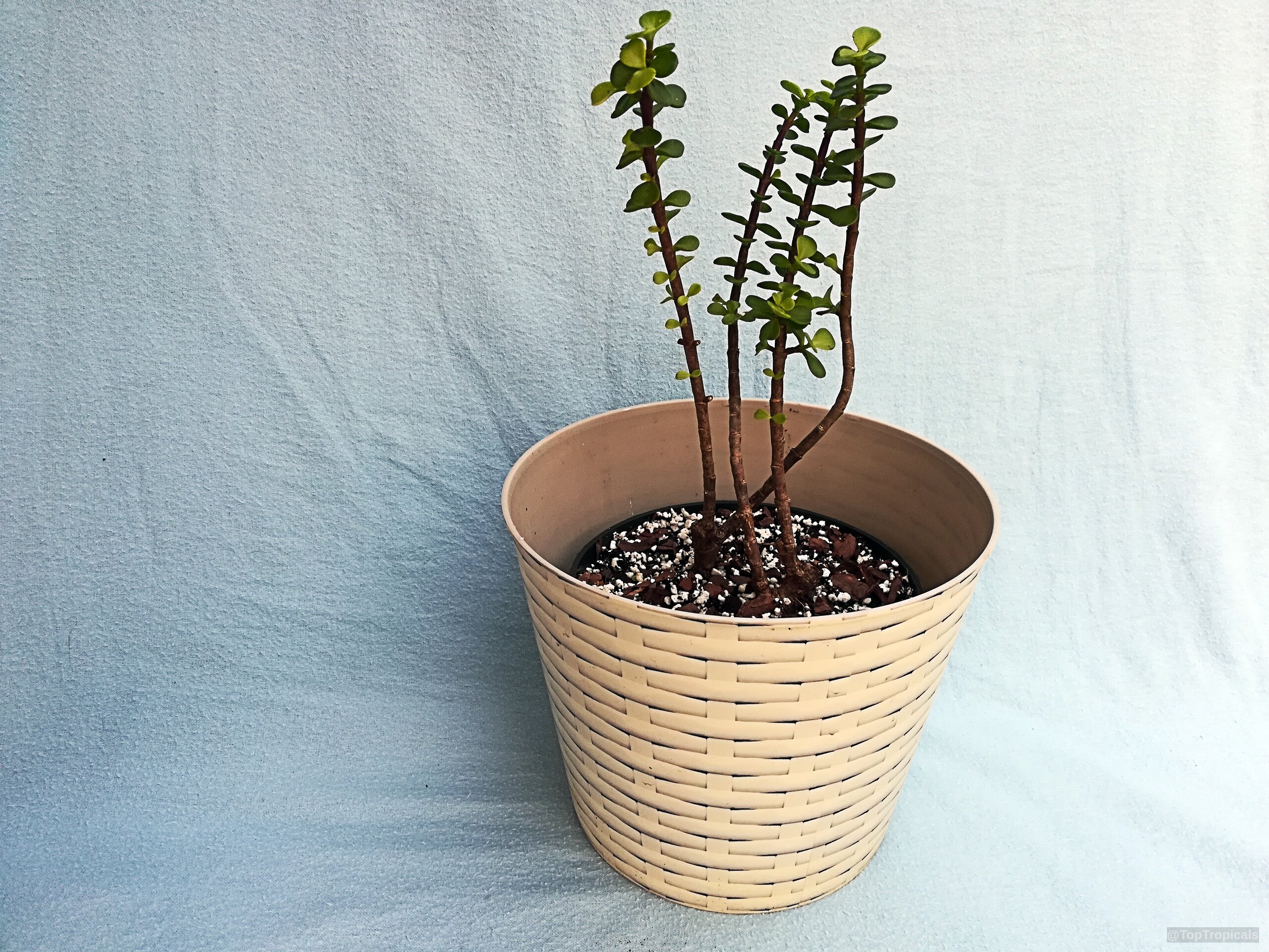 Portulacaria afra (Elephant's Food) with small green succulent leaves planted inside a woven texture container. Portulacaria afra (Elephant's Food) green plant with brown stems in a cream decorative pot.