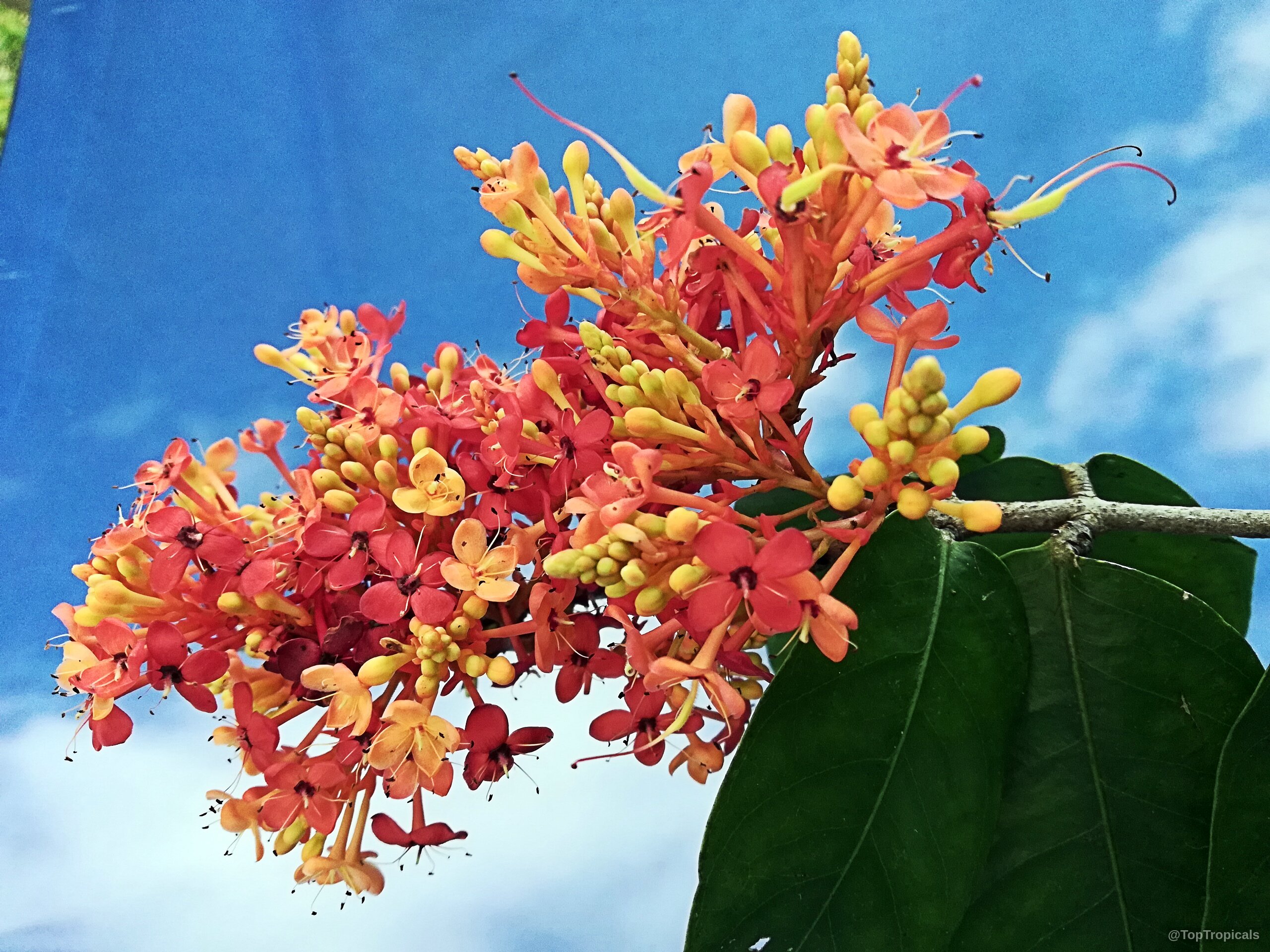 Saraca declinata (Red Saraca) orange and red flower clusters attached to thick green leaves Saraca declinata (Red Saraca) orange red flower cluster close up against blue sky background