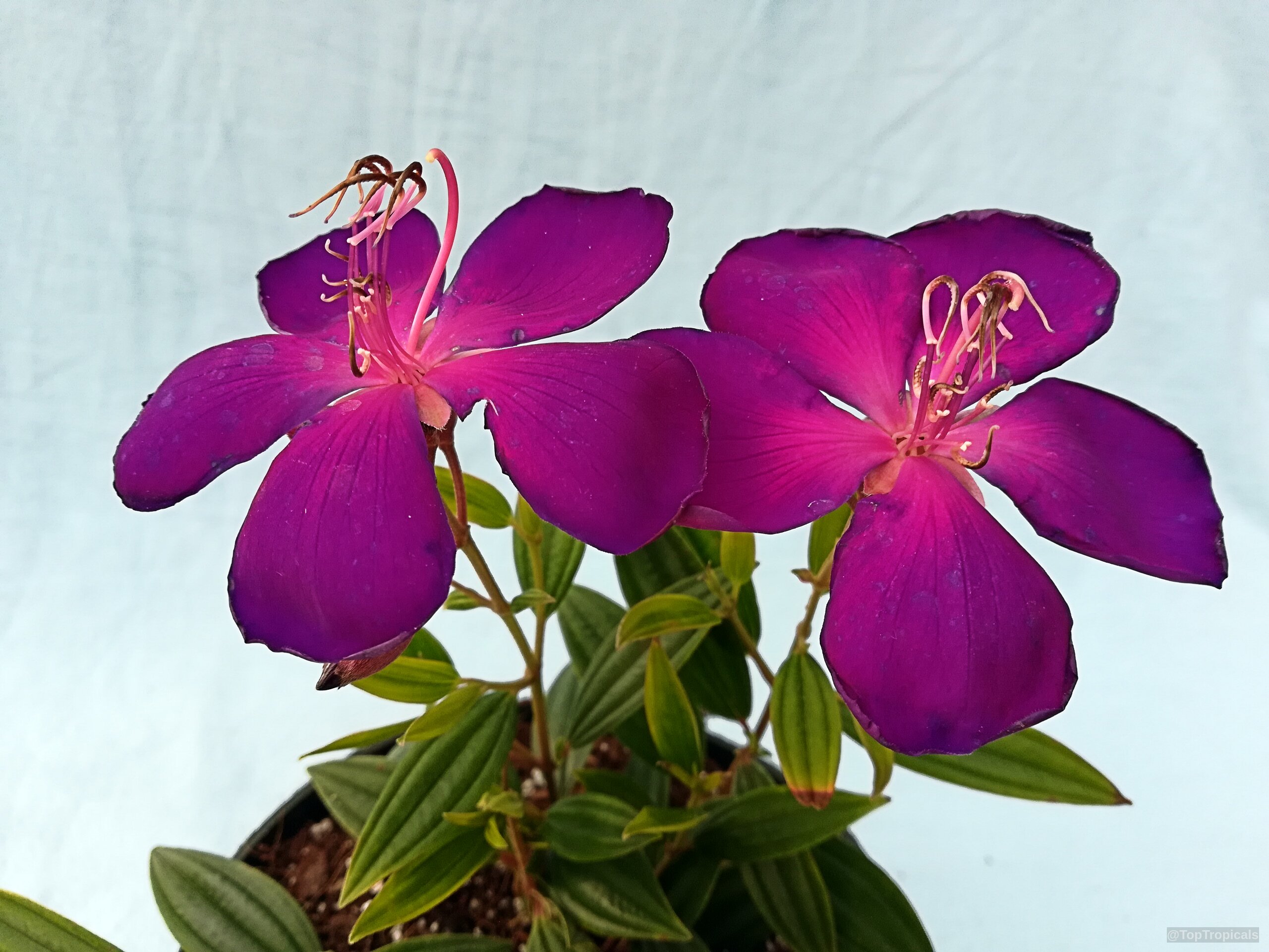 Tibouchina lepidota (Dwarf Princess Flower) purple petals with long stamens on a small plant. Tibouchina lepidota (Dwarf Princess Flower) purple flower close up on small plant