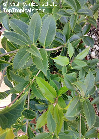 Osmanthus delavayi, Delavay Osmanthus, Delavay Tea Olive

Click to see full-size image