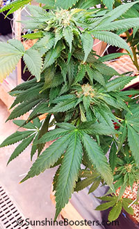 Cannabis sativa, Cannabis indica, Cannabis ruderalis, Cannabis

Click to see full-size image