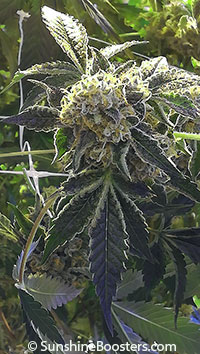Cannabis sativa, Cannabis indica, Cannabis ruderalis, Cannabis

Click to see full-size image