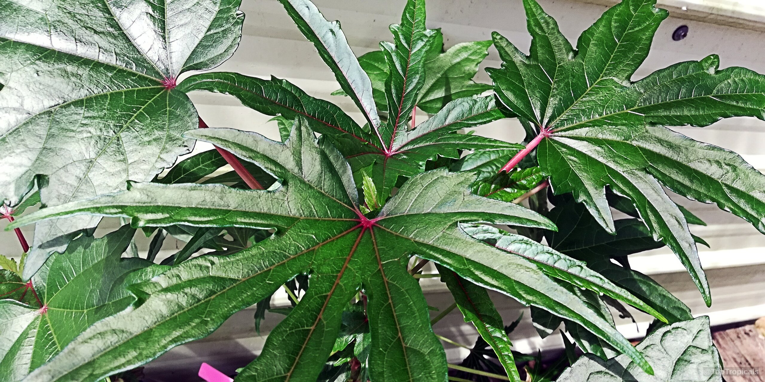 Abelmoschus esculentus (Okra) green leaves with magenta veins, showing the deep lobes and pointed tips. Abelmoschus esculentus (Okra) green leaves with magenta veins in a close up plant shot.