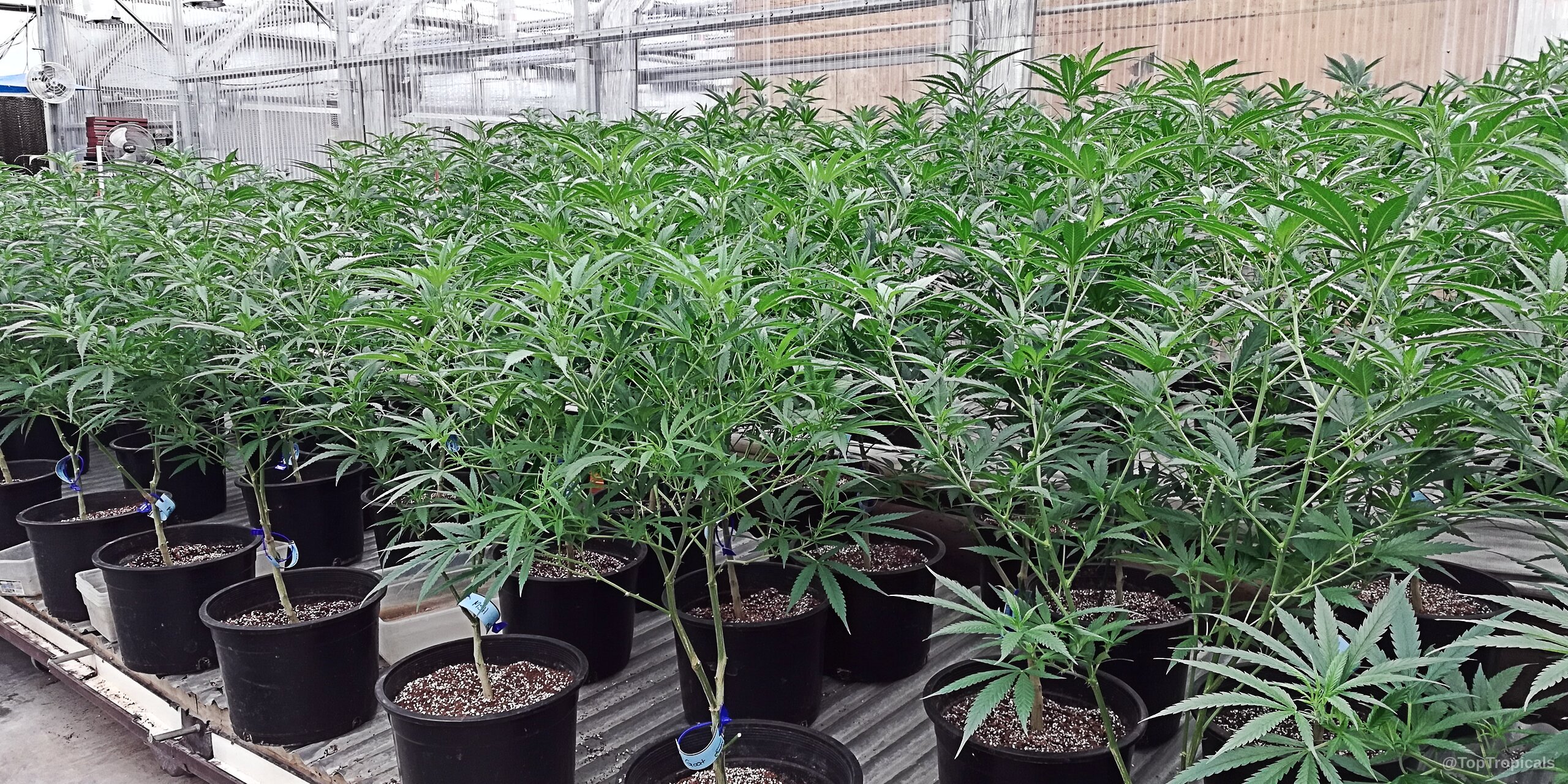 Cannabis sativa (Cannabis) green foliage filling many black plastic pots on a metal surface Cannabis sativa (Cannabis) green plant with serrated leaves filling black plastic growing containers