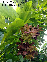 Berrya cordifolia, Espera cordifolia , Malibayo, Trincomalee wood

Click to see full-size image