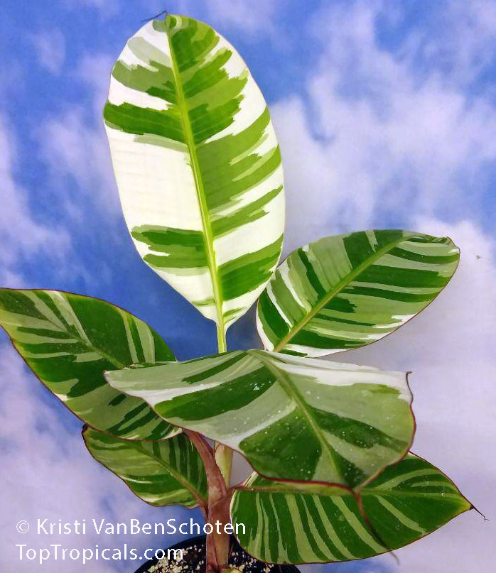 MUSA AEAE WHITE Banana Variegated Rare Hawai Banana Planting Seeds