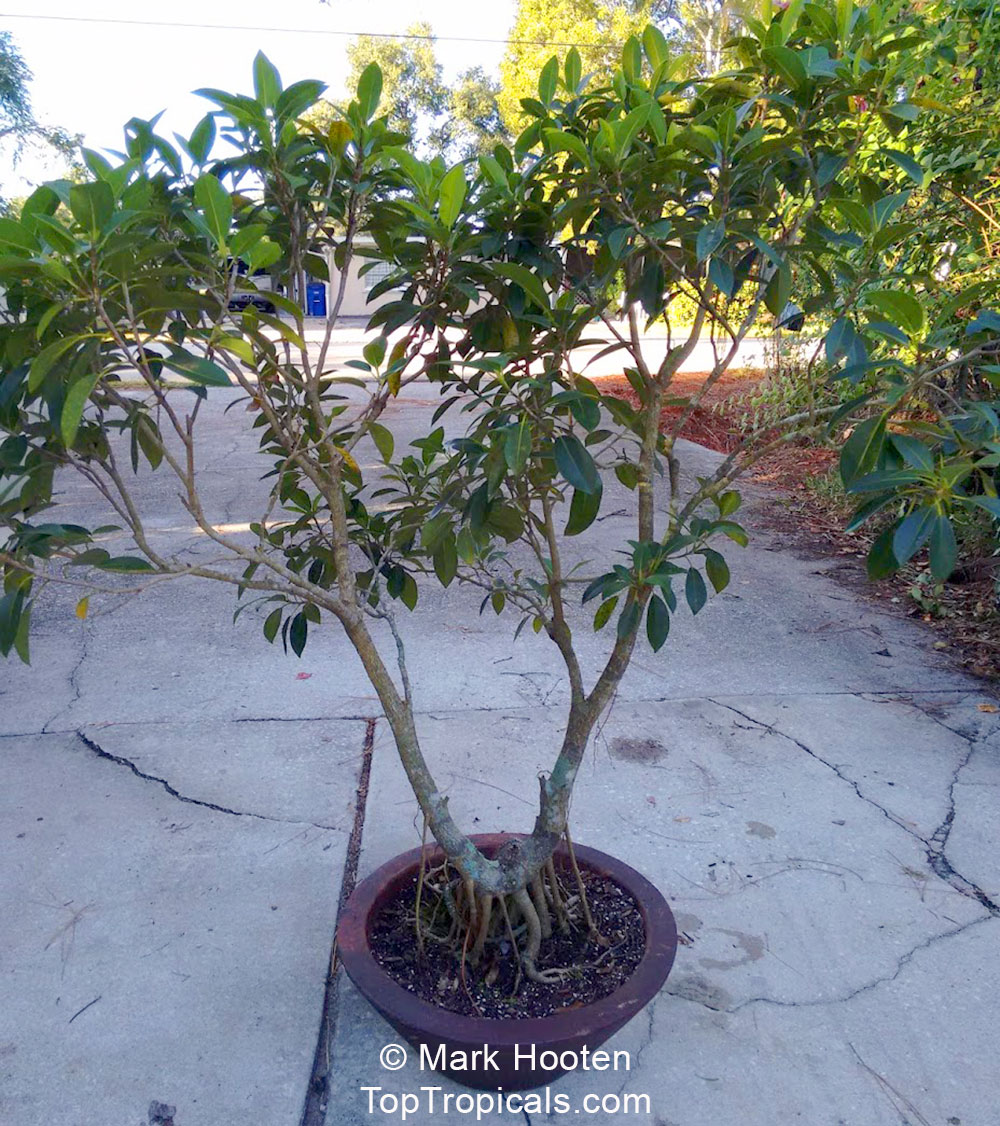 Ficus citrifolia, Shortleaf Fig, Florida Banyan, Giant Bearded Fig, Wild Banyantree, Wimba Tree