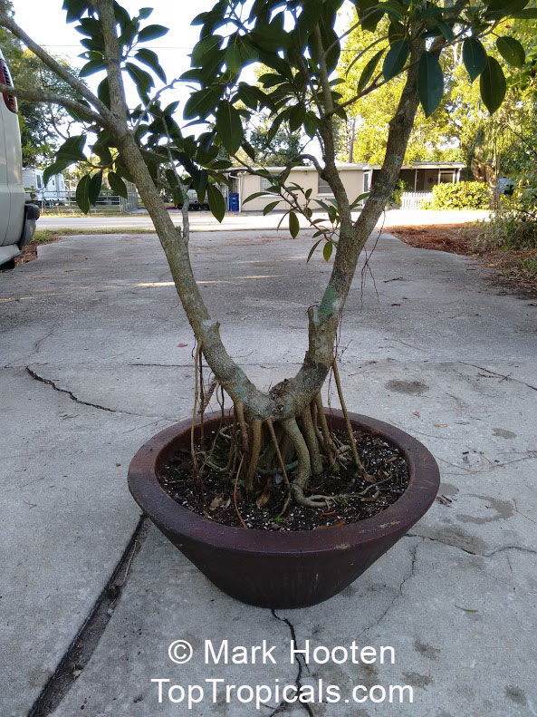 Ficus citrifolia - Florida Banyan, Shortleaf Fig 