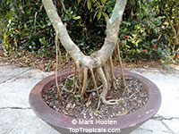 Ficus citrifolia, Shortleaf Fig, Florida Banyan, Giant Bearded Fig, Wild Banyantree, Wimba Tree

Click to see full-size image