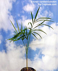 Euterpe precatoria variegata - Variegated Assai Palm

Click to see full-size image