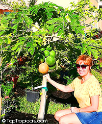 Papaya Dwarf Waimanalo, Carica papaya (express shipping)

Click to see full-size image