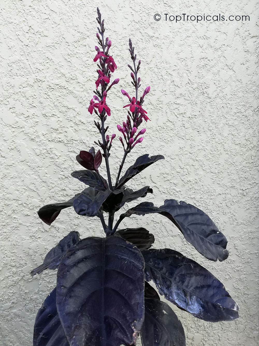 Pseuderanthemum x carruthersii, Pseuderanthemum carruthersii var. atropurpureum Rubrum, Iguana Mia, Black-Purple-Green Varnish
