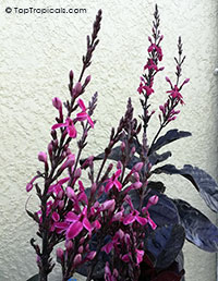Pseuderanthemum x carruthersii, Pseuderanthemum carruthersii var. atropurpureum Rubrum, Iguana Mia, Black-Purple-Green Varnish

Click to see full-size image