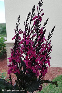 Pseuderanthemum x carruthersii, Pseuderanthemum carruthersii var. atropurpureum Rubrum, Iguana Mia, Black-Purple-Green Varnish