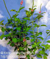 Stachytarpheta sp., Porterweed, Brazilian Tea

Click to see full-size image