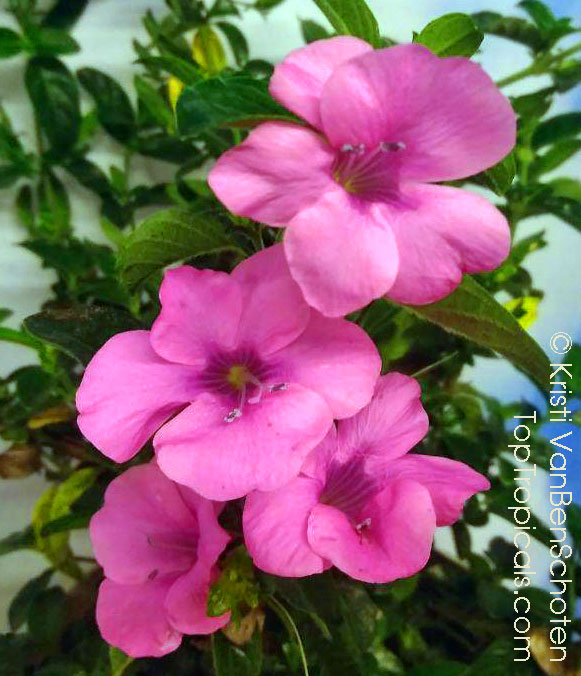 Barleria repens Pretty in Pink - Small Bush Violet, Pink Creeper
