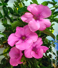Barleria repens Pretty in Pink - Small Bush Violet, Pink Creeper

Click to see full-size image