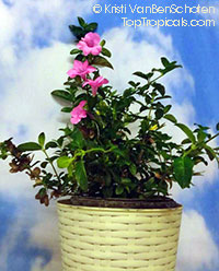 Barleria repens, Barleria galpinii, Small Bush Violet

Click to see full-size image