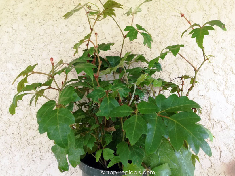 Cissus rhombifolia, Grape Ivy, Oak Leaf Ivy, Water Vine, Kangaroo Grape, Kangaroo Treebine