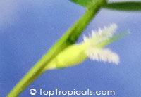 Lithachne humilis, Bambusoid Grass, Mother of Bamboo

Click to see full-size image