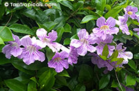Clytostoma callistegioides, Bignonia lindleyana, Violet Trumpet Vine, Lavender Trumpet Vine

Click to see full-size image