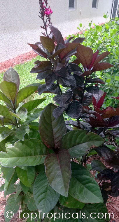 Pseuderanthemum x carruthersii, Pseuderanthemum carruthersii var. atropurpureum Rubrum, Iguana Mia, Black-Purple-Green Varnish